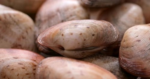 Raw clam