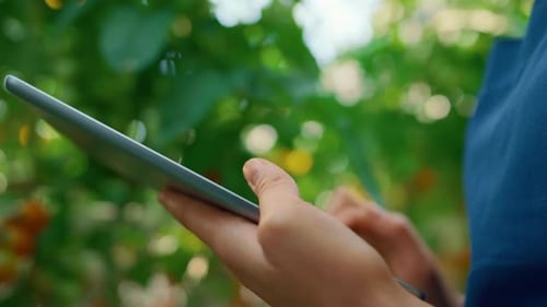 Nahaufnahme Farmer sammelt Daten der Baumkultivierung mit technologischem Tablet