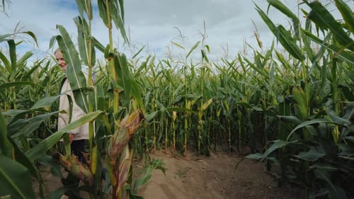 Woman Walking Through the Green Cornfield