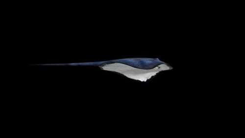 Blauer Stachelrochen