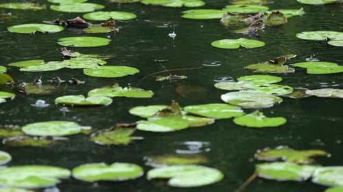 Raining in the lotus pond