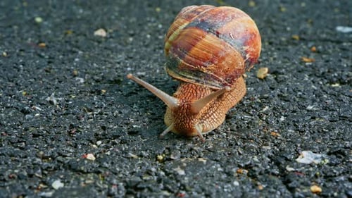 Snail