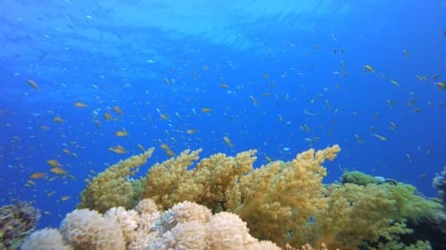 Arrecifes de coral y peces submarinos