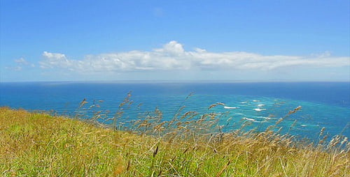 Grass And Ocean View