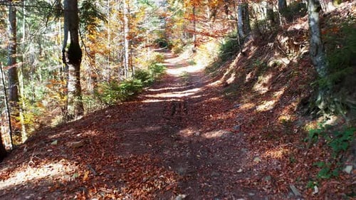 Filming From a Drone Flight of the Forest and a Path Strewn with Leaves in the Ukrainian Mountains