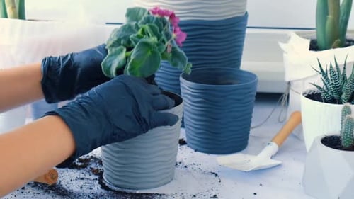 Planting Flowers Indoors with Gloves on a Table