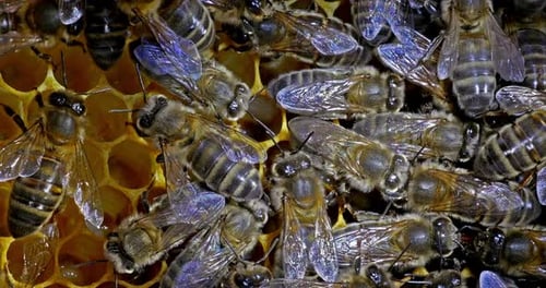 European Honey Bee, apis mellifera, Black bees on alveolus, nanny work, Normandy, Real Time 4K
