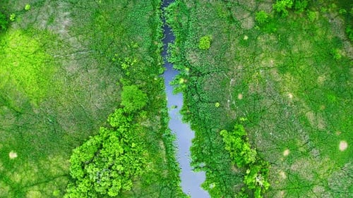 Top view of green algae on the lake, flying above