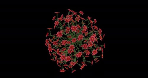 Natural Red Flower Growth and Bloom Animation