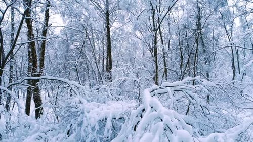 Ramas nevadas en el bosque