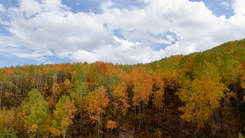 Autumn Forest