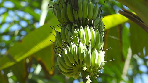 Clusters of Green Bananas Growing on a Tree