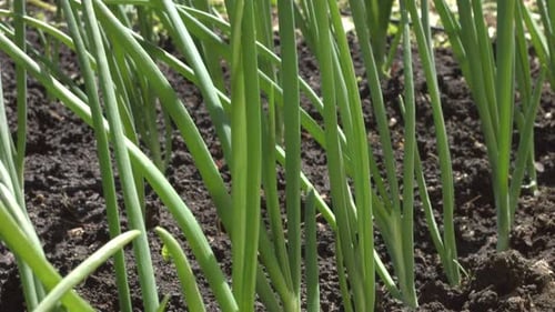 Growing green onions