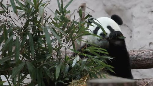 Giant Panda Eating Bamboo Leaves in Nature
