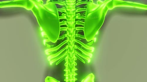 3D Human Skeleton Spine and Pelvis Rotation Medical Animation