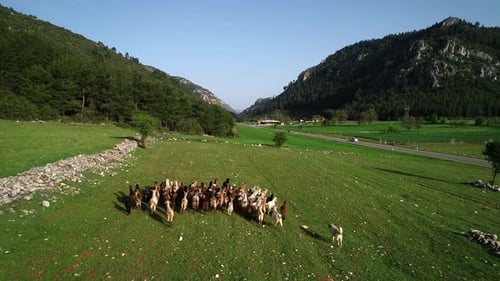 Ziegenherde in der Natur