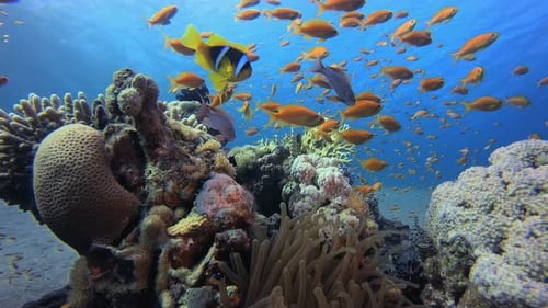 Vibrant School of Fish Swimming Near Coral Reef