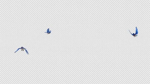 Western Bluebirds - Three Flying Around - Transparent Loop