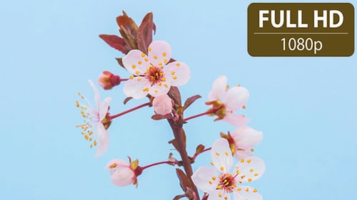 Wild Plum Flower
