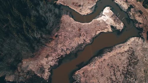 A Winding River Flows Through the Forest Swamp