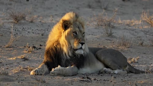 Male African Lion - Kalahari Desert