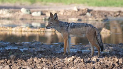 Schakal mit schwarzem Rücken läuft um ein Wasserbecken herum