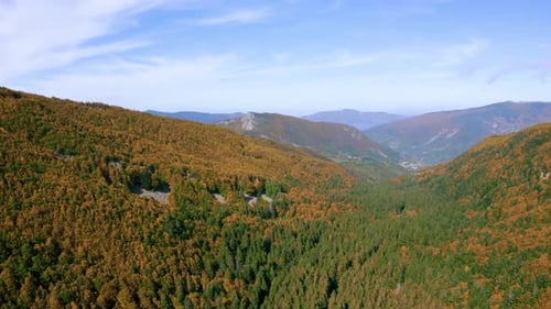 Herbstlicher Wald