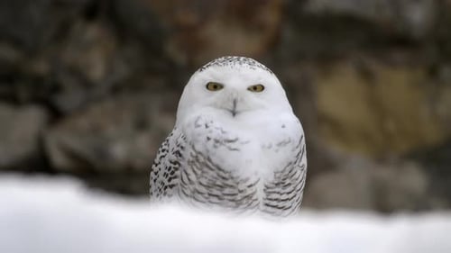 Snowy Owl Pan Reveal Closeup Standing in Snow Hunting in Morning