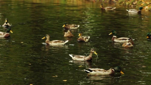 Enten schwimmen auf dem Waldsee