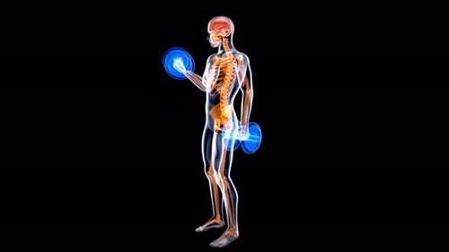 4K anatomy of a X-ray man doing biceps curls