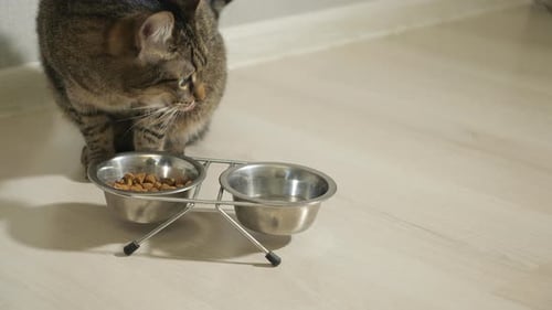 Close Up of Cat Eating Dry Food From a Bowl
