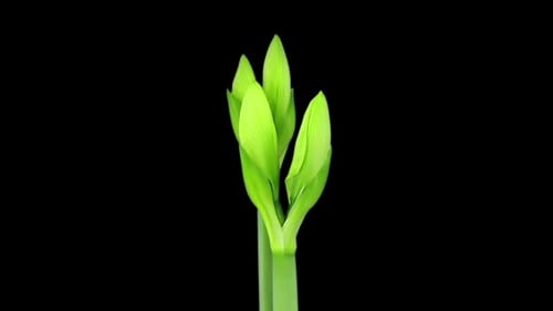 Plant Sprouts Unfolding in Time-Lapse on Black