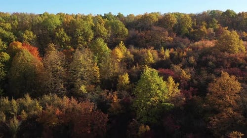 Aerial View of Forest in Autumn Colors