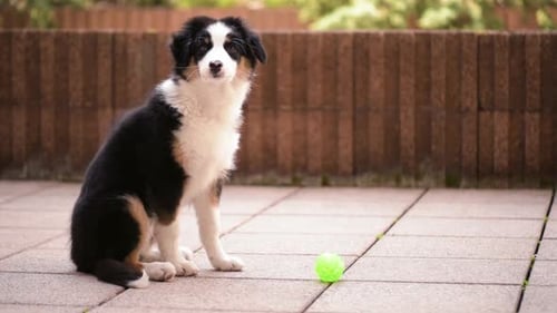 Happy Puppy Picks Up Ball and Walks Away