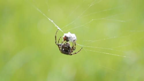 Spider in Web with Captured Insect