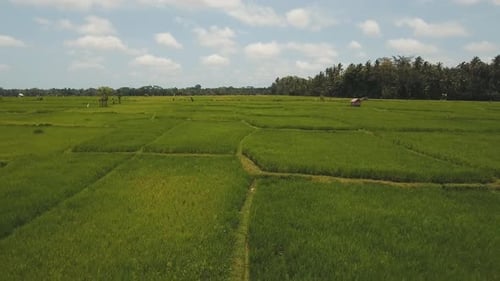 Terrace Rice Fields BaliIndonesia