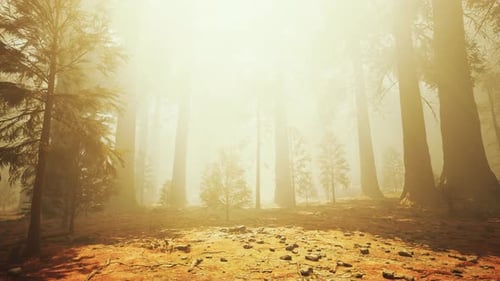 Loop Giant Sequoia Trees at Summertime in Sequoia National Park California