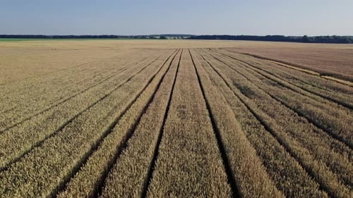 Top View to the Farm Wheatfield