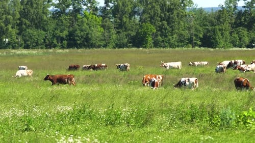 Cows Grazing Peacefully in Green Pasture