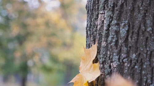 Close Up of Yellow Maple Leaf Falling and Sticking to the Bark of Tree in Forest at Sunny Day