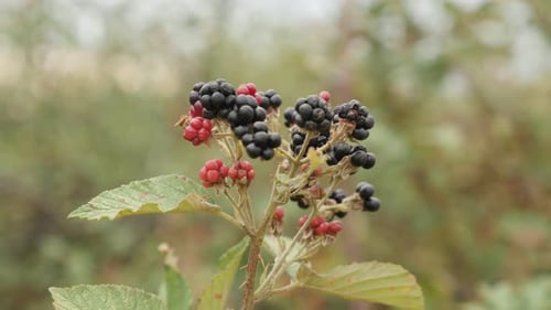 Arbuste fruitier sauvage DOF Rubus fruticosus 4K 2160p 30 images par seconde en UltraHD - Bla européen biologique