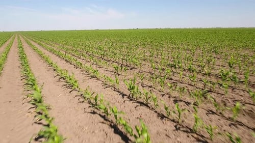 Un campo de maíz dulce joven