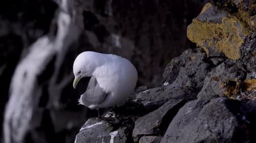 Elegant White Bird Perched on Rocky Coastal Cliff