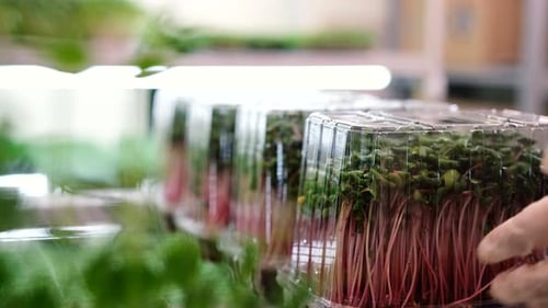 Gros plan de micropousses de radis, de feuilles vertes et de tiges violettes emballées pour la livraison