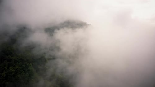 Aerial View of Lush Green Rain Forest Mountain 01