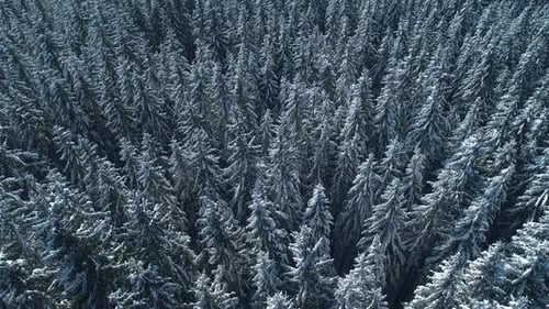 Winter Season Spruce and Pine Trees Covered with Snow. Aerial Top Down Flyover Shot of Winter Forest