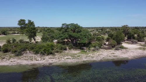 Images aériennes de la rive du lac avec de vieux baobabs en pleine croissance, Namibie