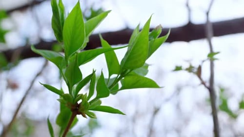 Spring Branch of Green Trees Swaying Wind