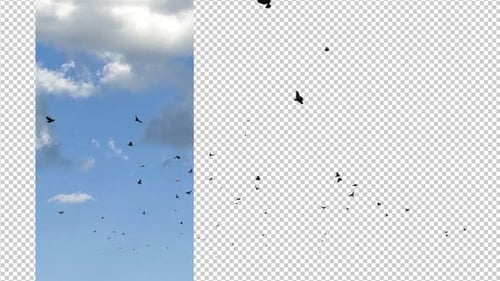 Flying Birds Flock Silhouette Alpha Channel Overlay
