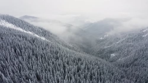 Aerial view: Winter forest and high mountains covered with snow. Flyover snowy gorge and hills